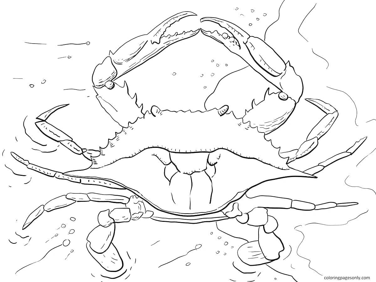 Раскраска Краб с поднятыми клешнями на морском дне