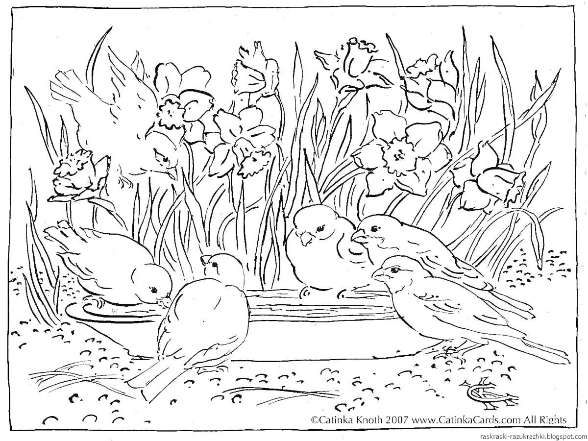 На раскраске изображено: Природа, Нарциссы, Цветы, Весна, Для детей, Птица