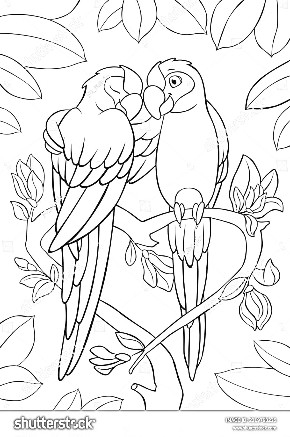 На раскраске изображено: Попугаи, Ветка, Листья, Природа, Животные