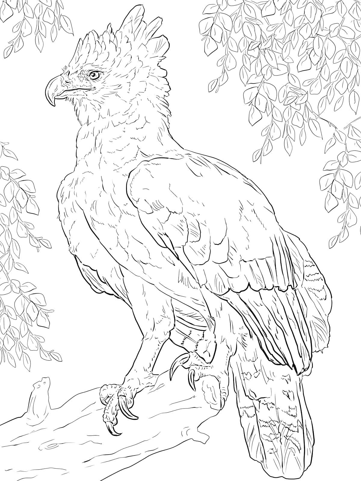 Раскраска Орел на ветке с листвой на фоне