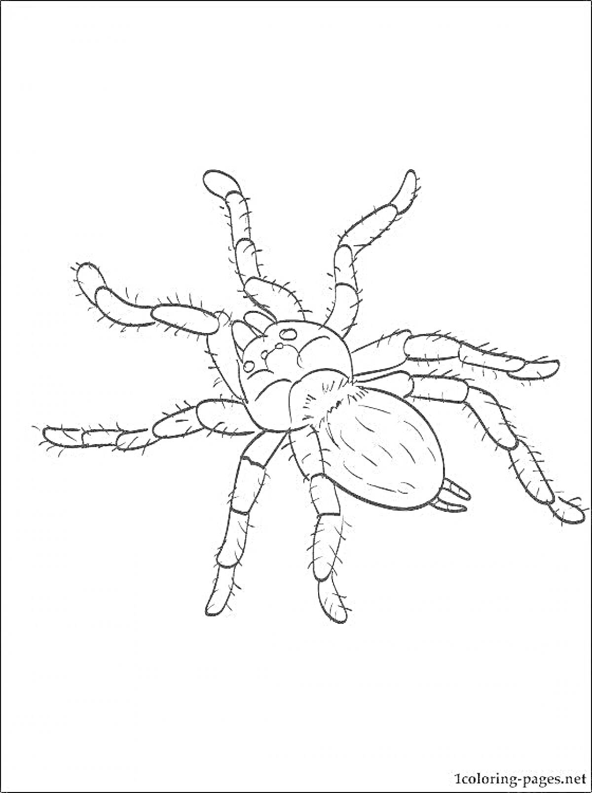 Раскраска Тарантул с восемью лапами и детализированным телом