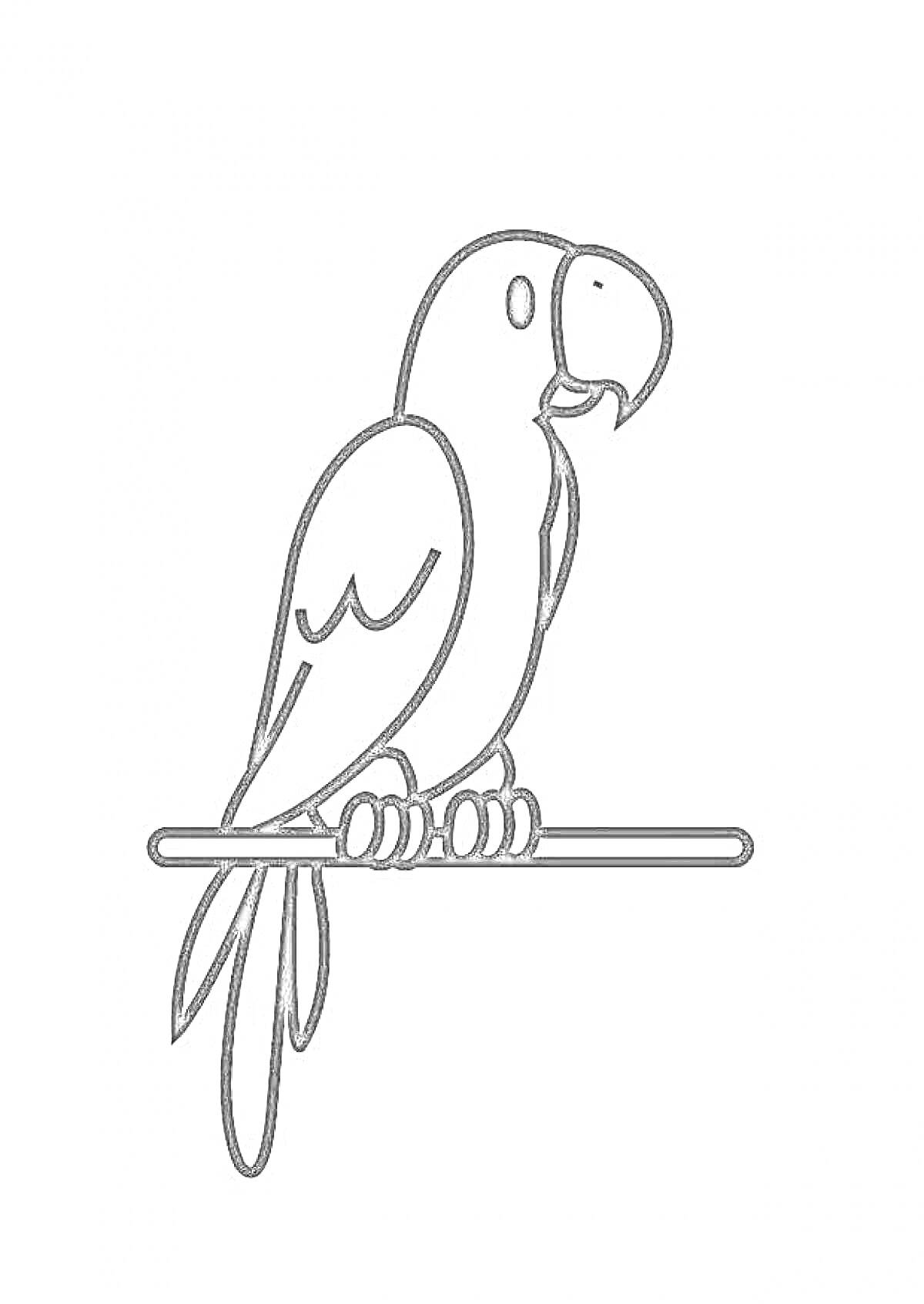 Раскраска Попугай, сидящий на ветке