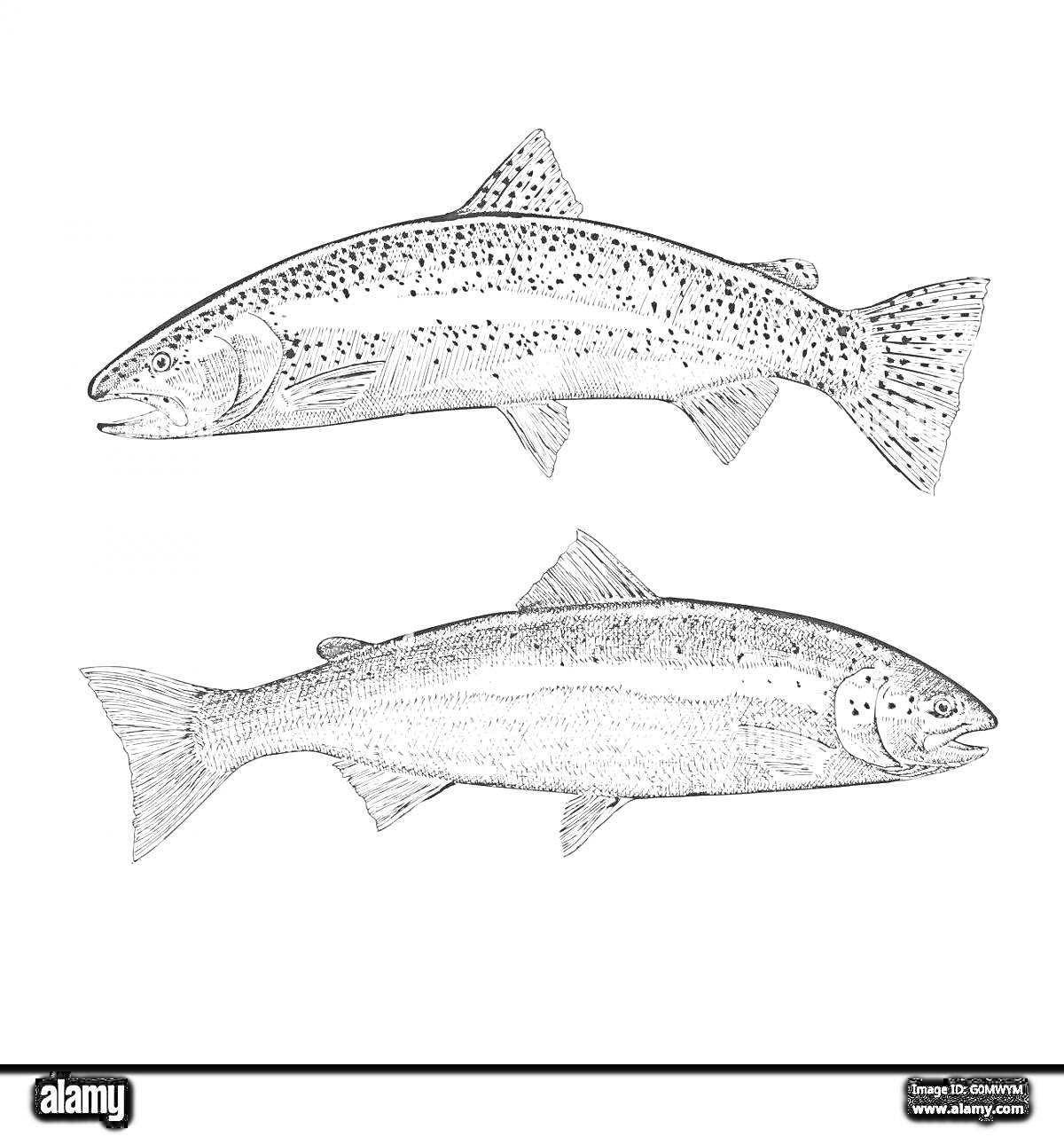 Раскраска Две прорисованные лососевые рыбы на белом фоне
