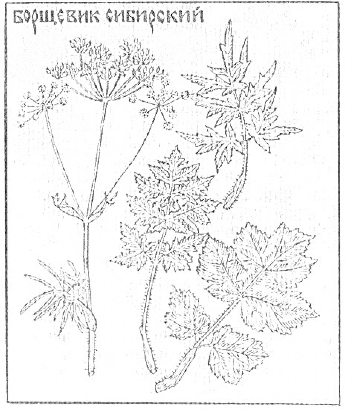 На раскраске изображено: Борщевик, Листья, Соцветия, Ботаника