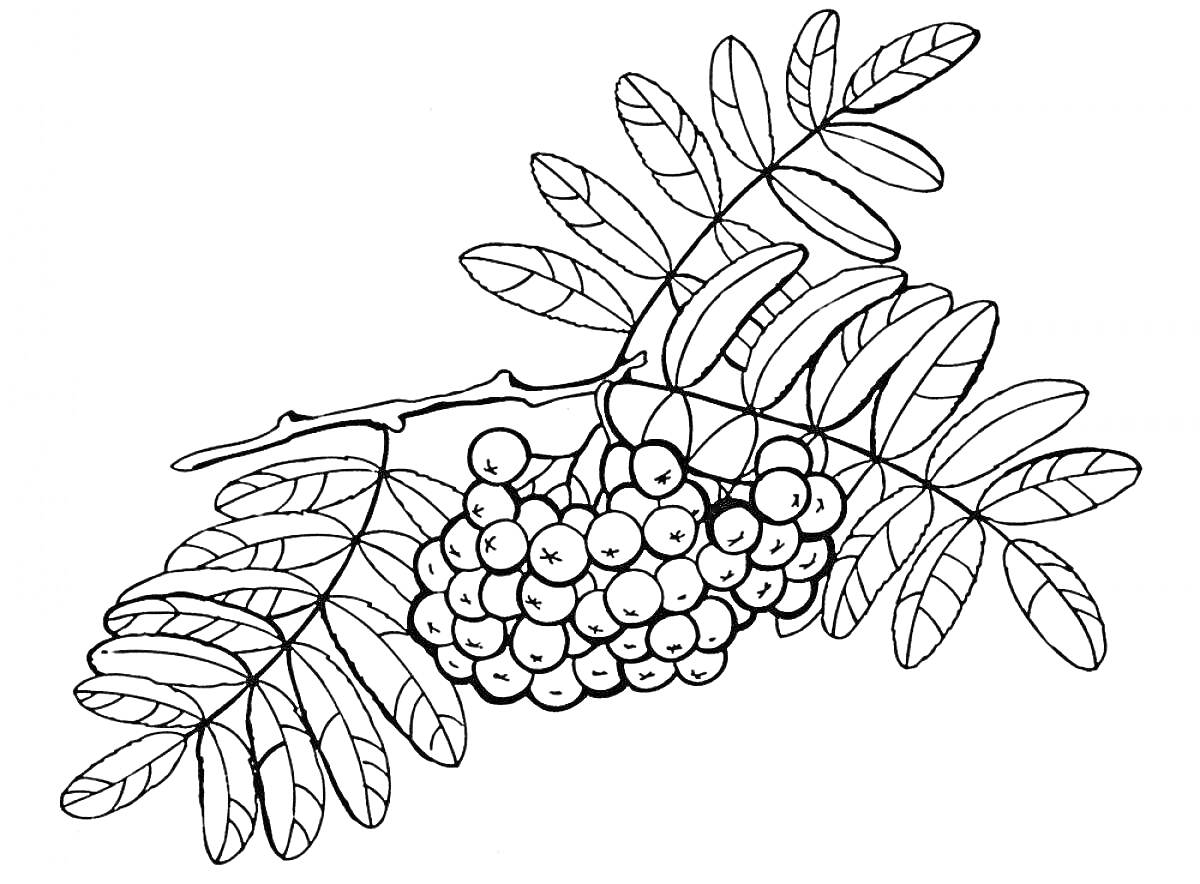 На раскраске изображено: Калина, Ветка, Ягоды, Листья, Природа, Растения, Контурные рисунки