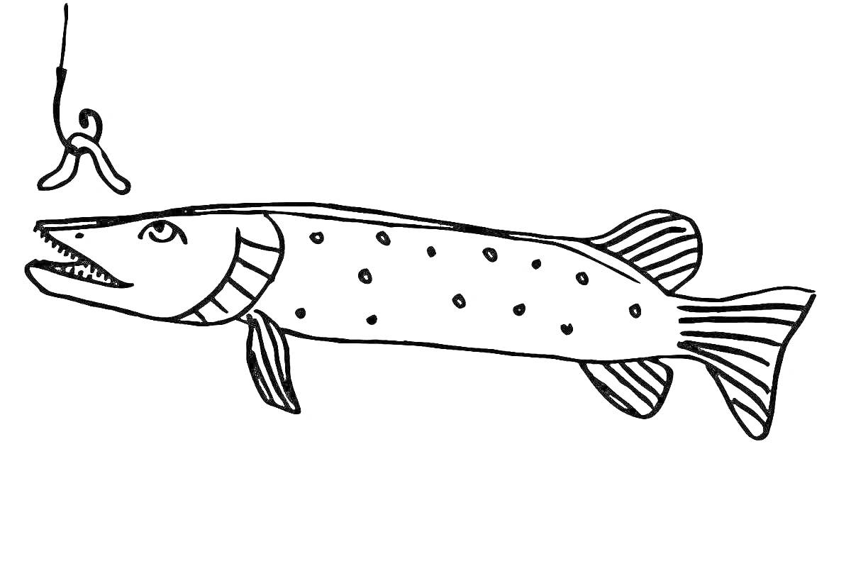 На раскраске изображено: Щука, Рыба, Приманка, Водная жизнь, Рыболовство, Точки, Плавники