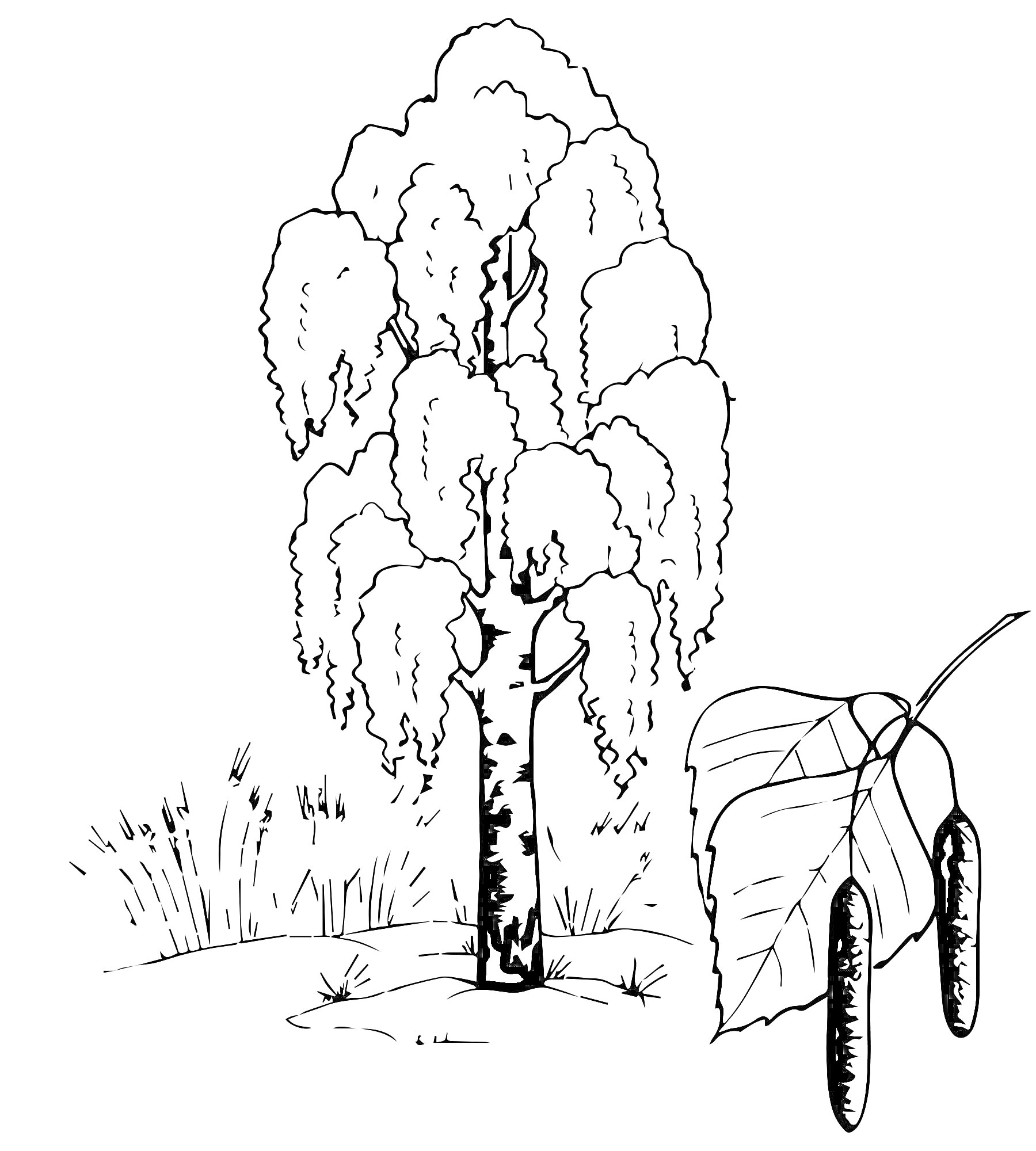 Раскраска Береза дерево с травой и крупным планом листьев и сережек