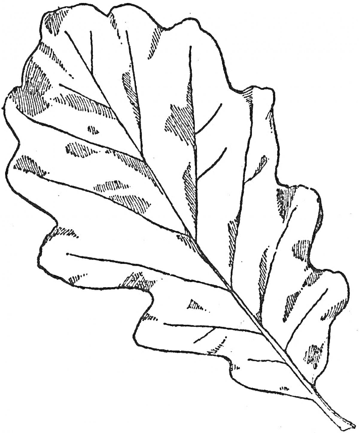 Раскраска Черно-белая раскраска лист дуба