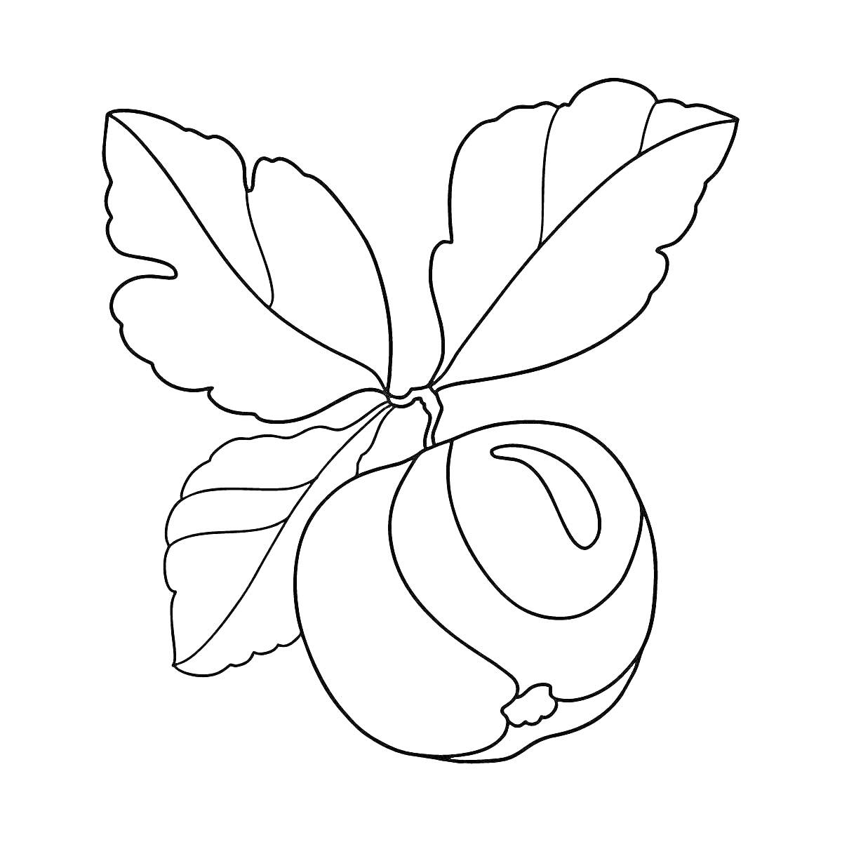 На раскраске изображено: Персик, Листья, Желтый цвет, Природа, Малышам