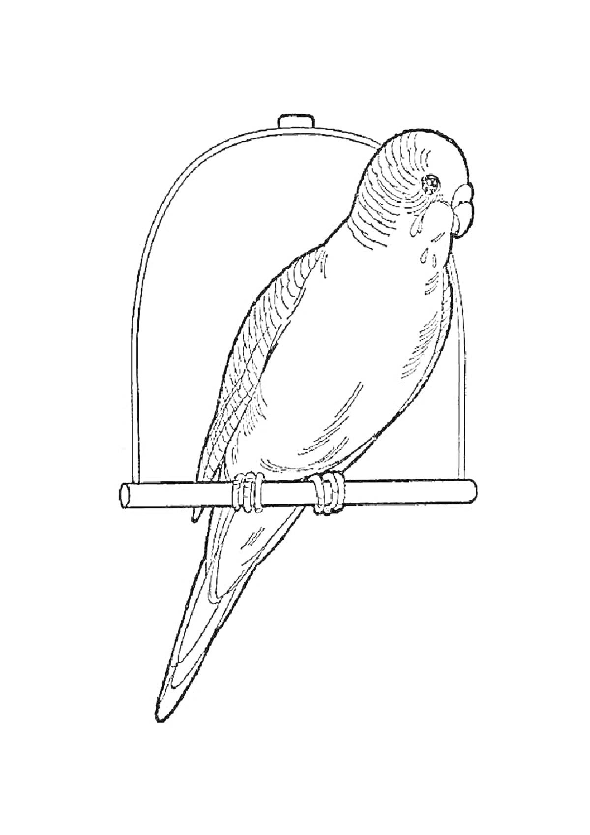 Раскраска Попугай на жердочке в клетке