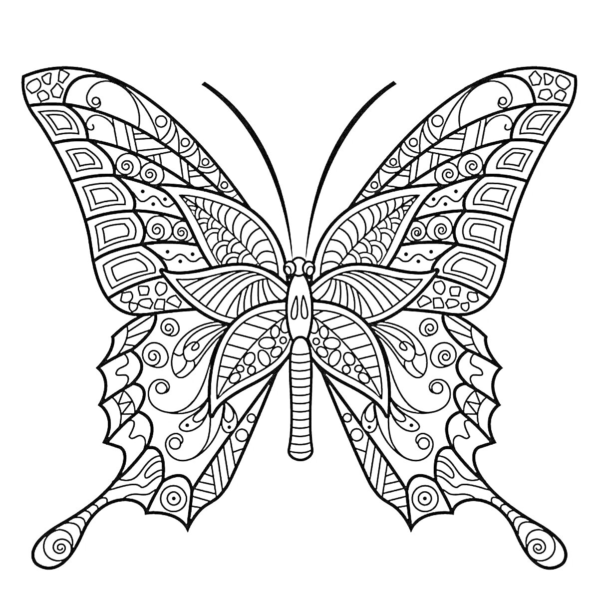 Раскраска Бабочка с изящными узорами и декоративными элементами на крыльях