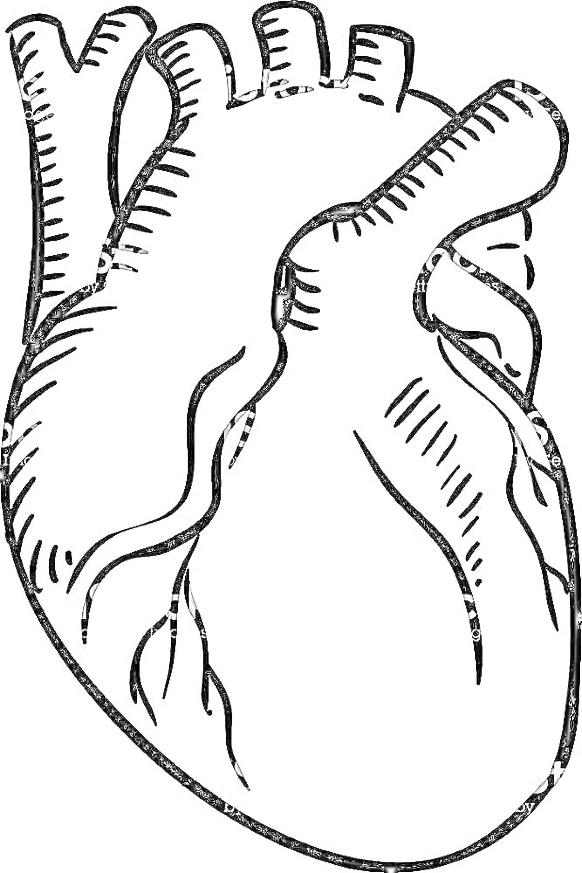 Раскраска Анатомическое строение сердца - контурное изображение