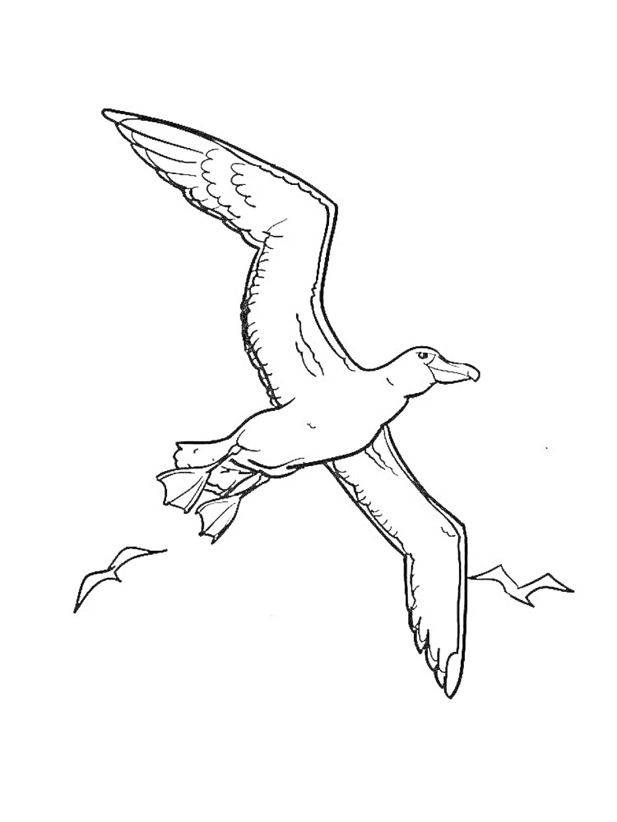 Раскраска Летящий альбатрос с рисунком маленьких птиц на заднем плане и одной птицей на переднем плане