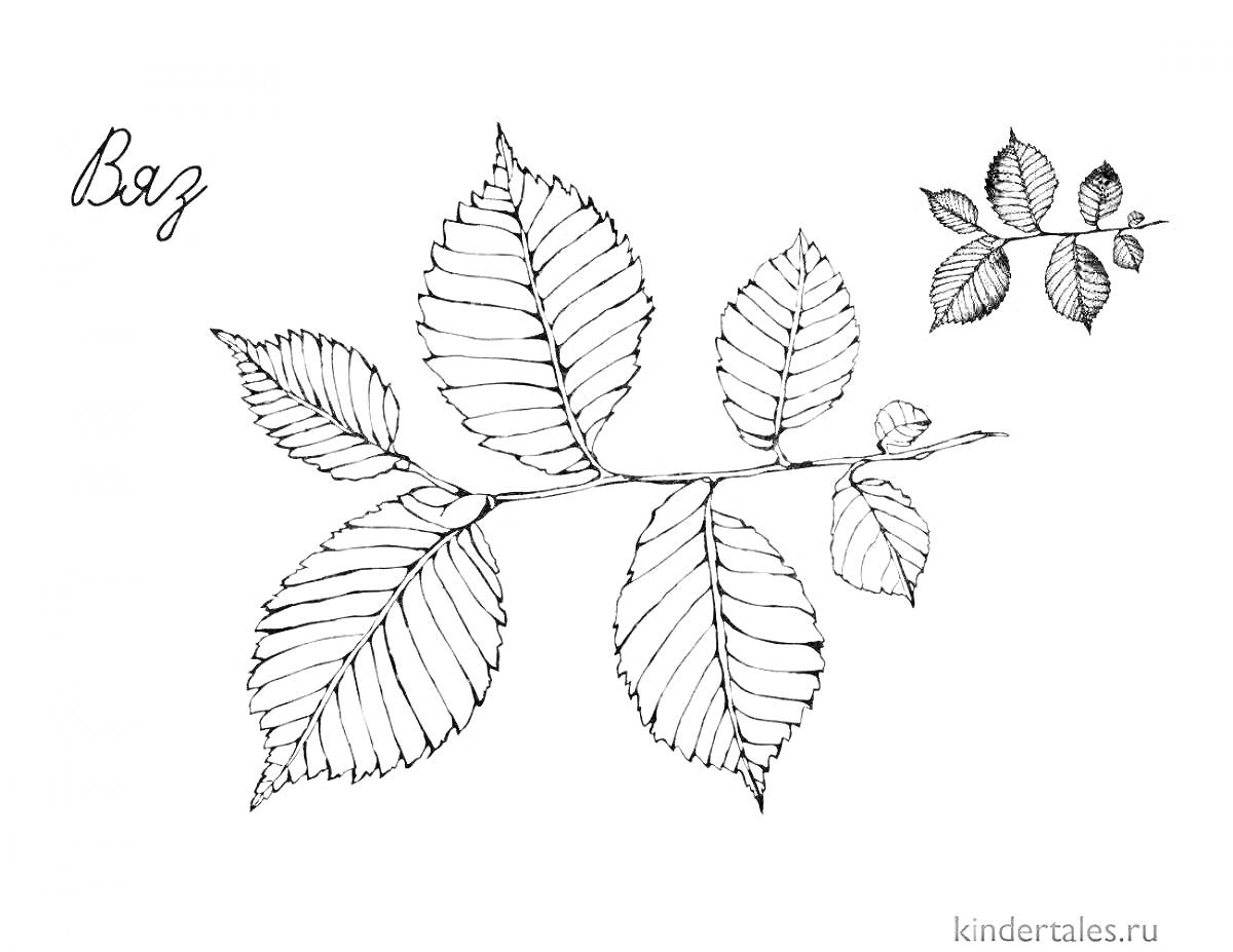 На раскраске изображено: Ветка, Листья, Природа