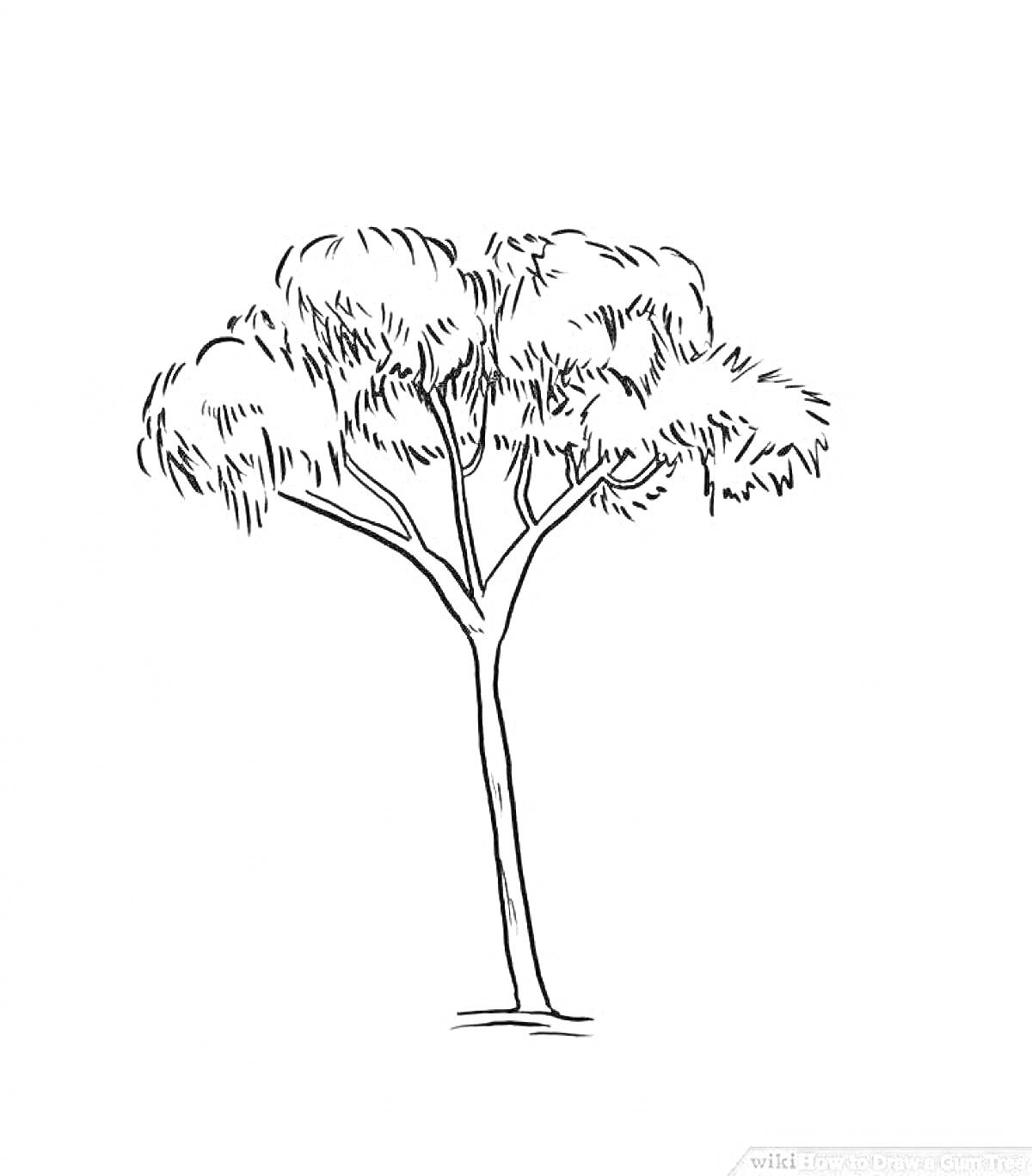 Эвкалипт: одиночное дерево с густой кроной и длинным стволом