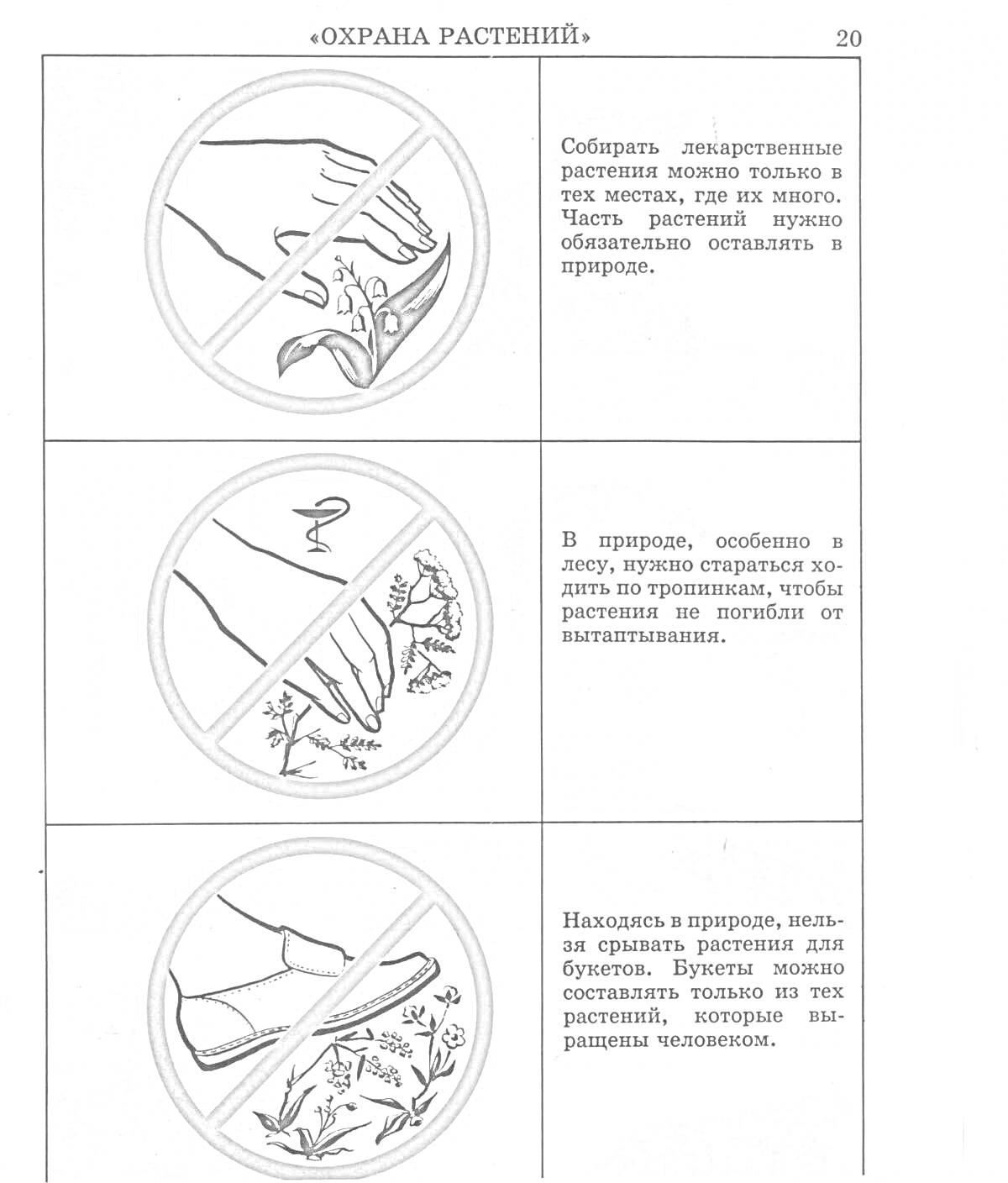 На раскраске изображено: Охрана природы, Лекарственные растения, Сохранение природы