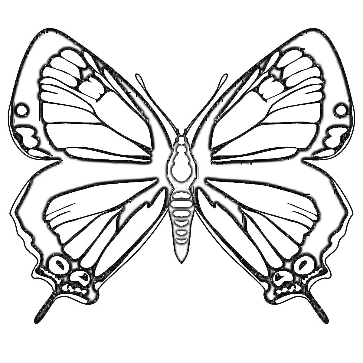 Раскраска Чёрно-белая бабочка с узорами на крыльях