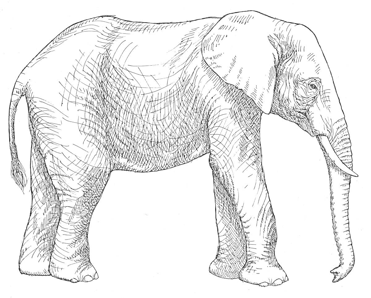 На раскраске изображено: Африканский слон, Слон, Африка, Хобот, Большие уши, Млекопитающее