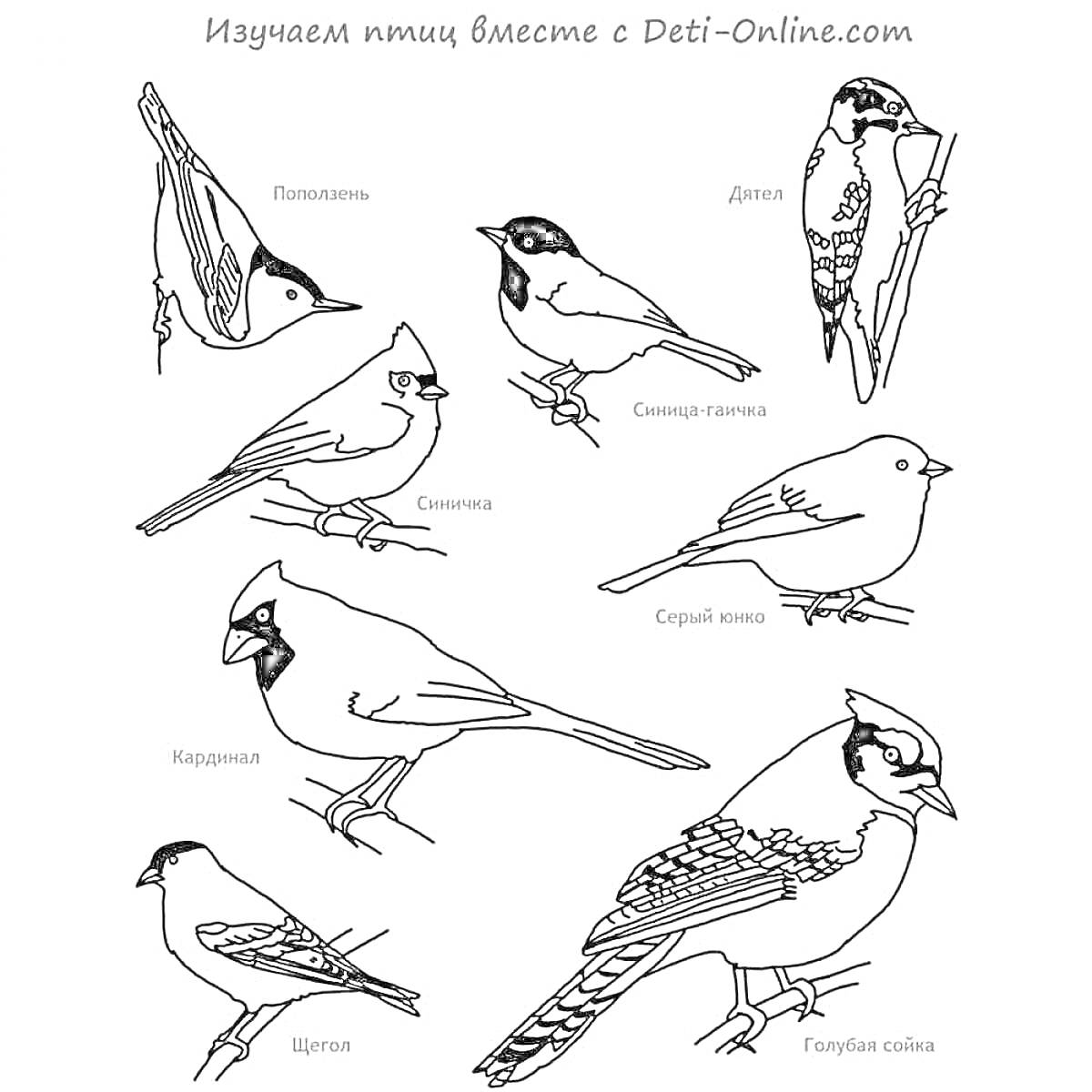 Раскраска зимующих птиц для детей 4-5 лет (поползень, дятел, синица, серый славей, кардинал, гаярдовая сойка, чечетка)