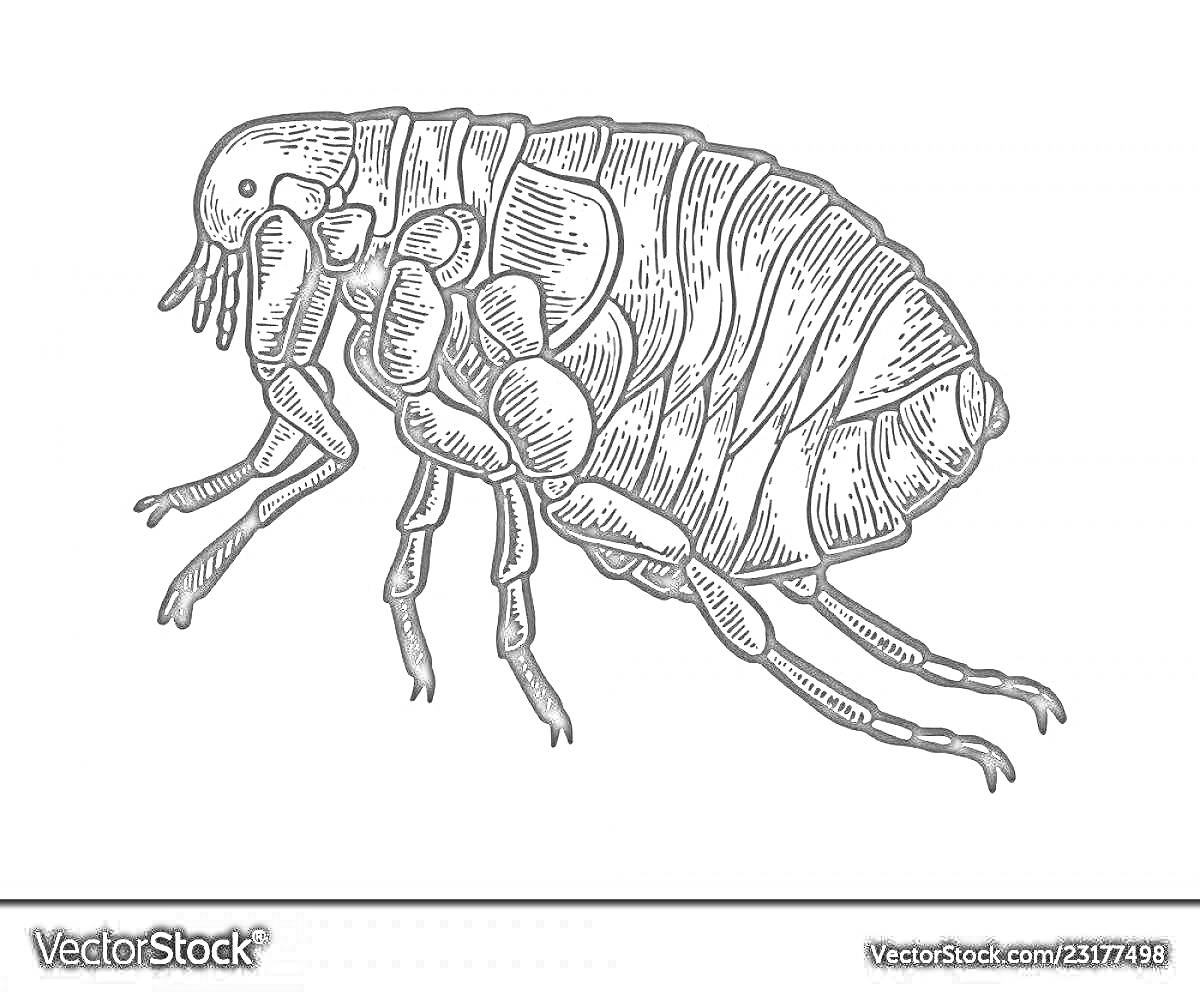 Раскраска Иллюстрация блохи с детальной прорисовкой частей тела и ног
