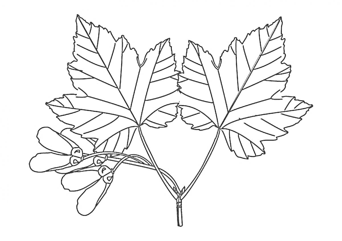 Раскраска Веточка с листьями клёна и семенами