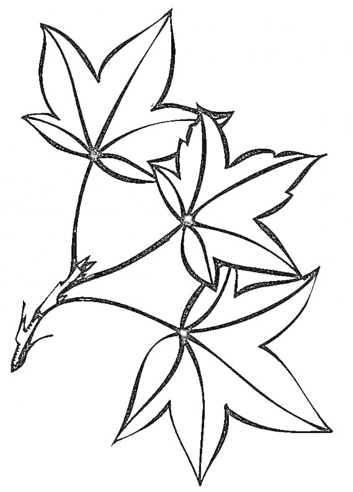 Раскраска Ветвь клена с пятью листьями