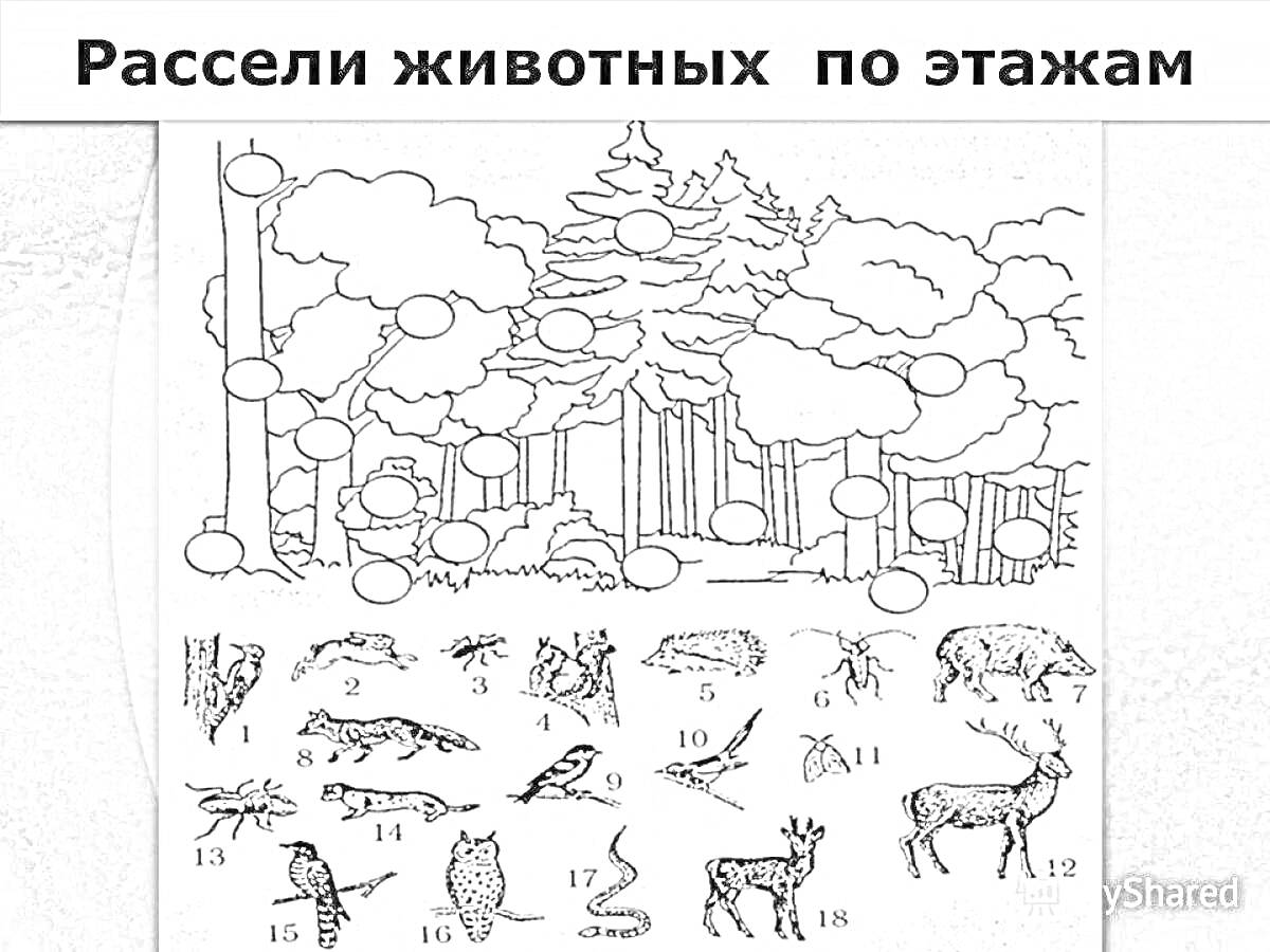 Раскраска Деревья в лесу с кругами для размещения животных, внизу представлены животные (птицы, млекопитающие, рептилии)