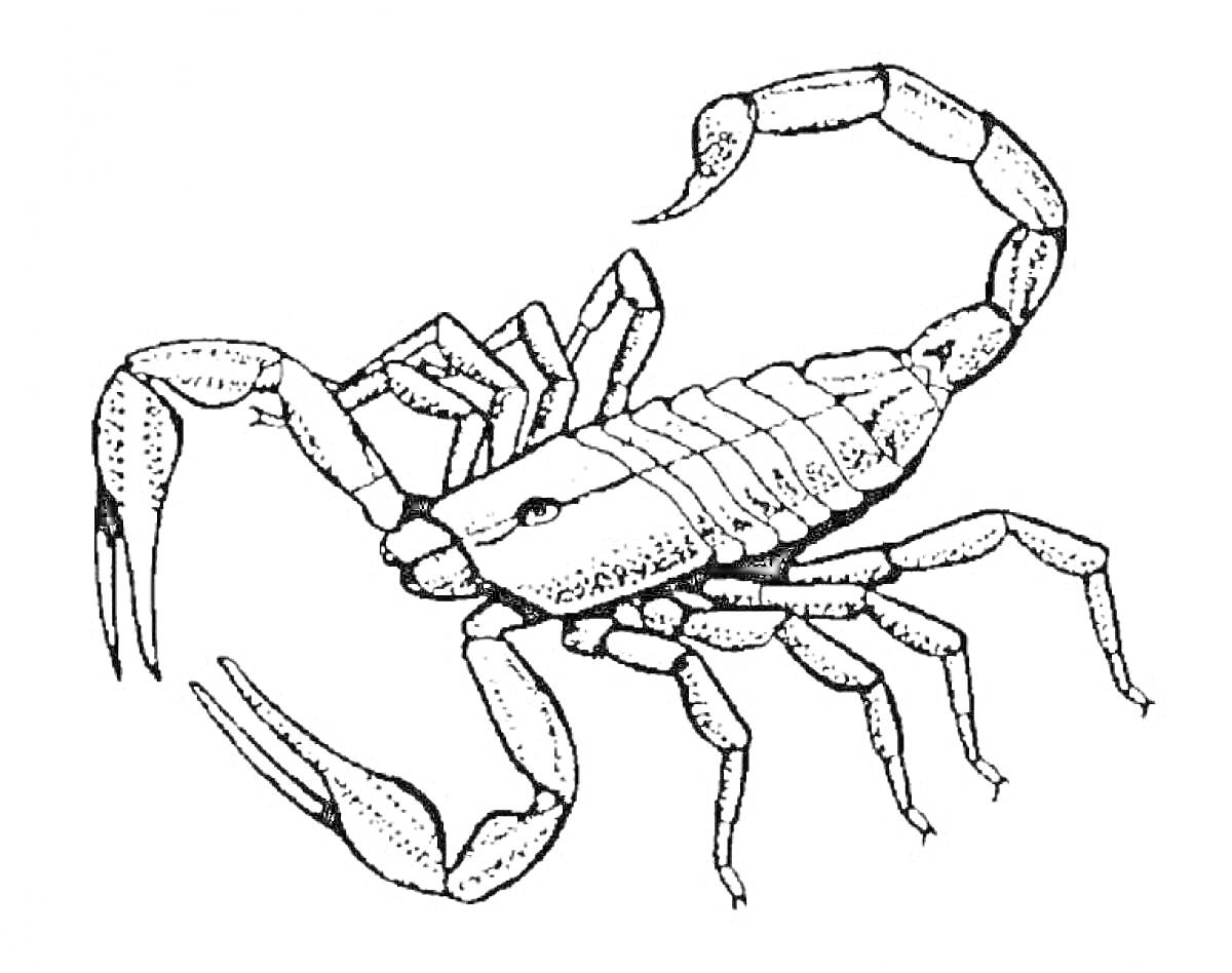Раскраска Скорпион с поднятым хвостом, клешнями и сегментированным телом