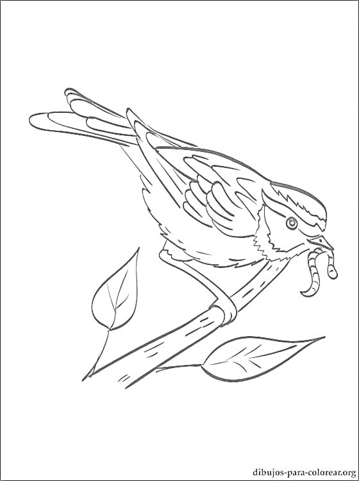 Раскраска Воробей с растрепанными перьями на ветке, держит червяка в клюве