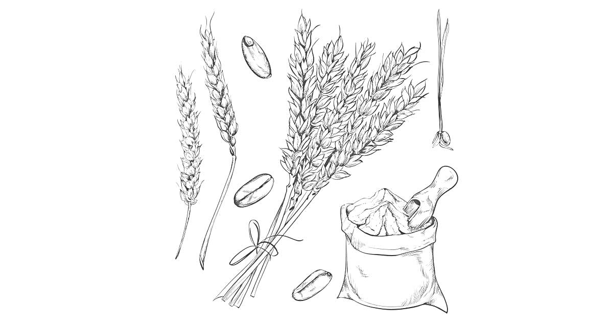 На раскраске изображено: Пшеница, Зерна, Сельское хозяйство, Урожай