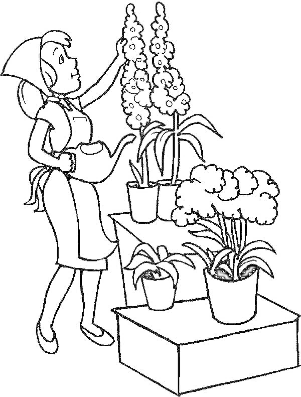 На раскраске изображено: Комнатные растения, Полив, Лейка, Уход за растениями, Домашние растения, Цветок в горшке