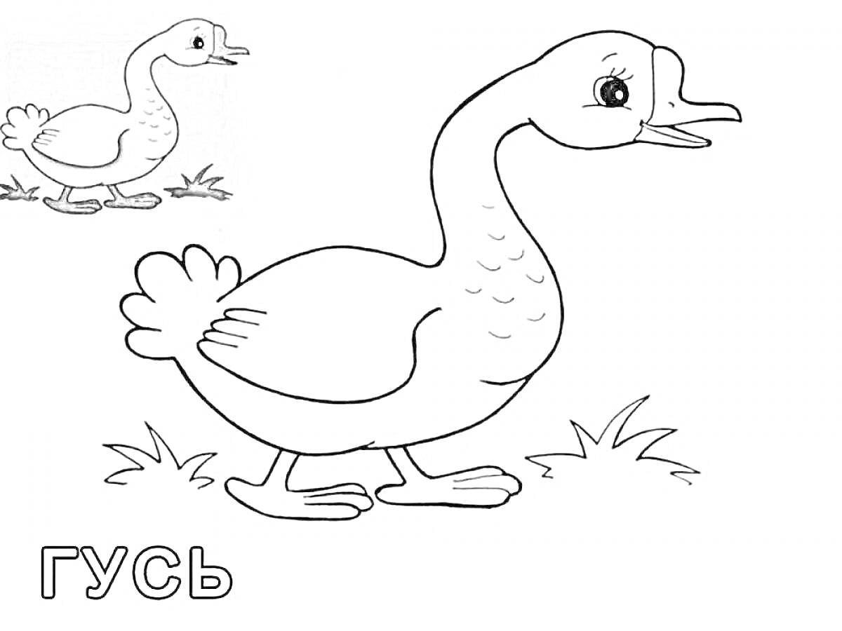 На раскраске изображено: Домашние птицы, 3 года, 4 года, Природа, Трава, Для детей, Животные, Гуси