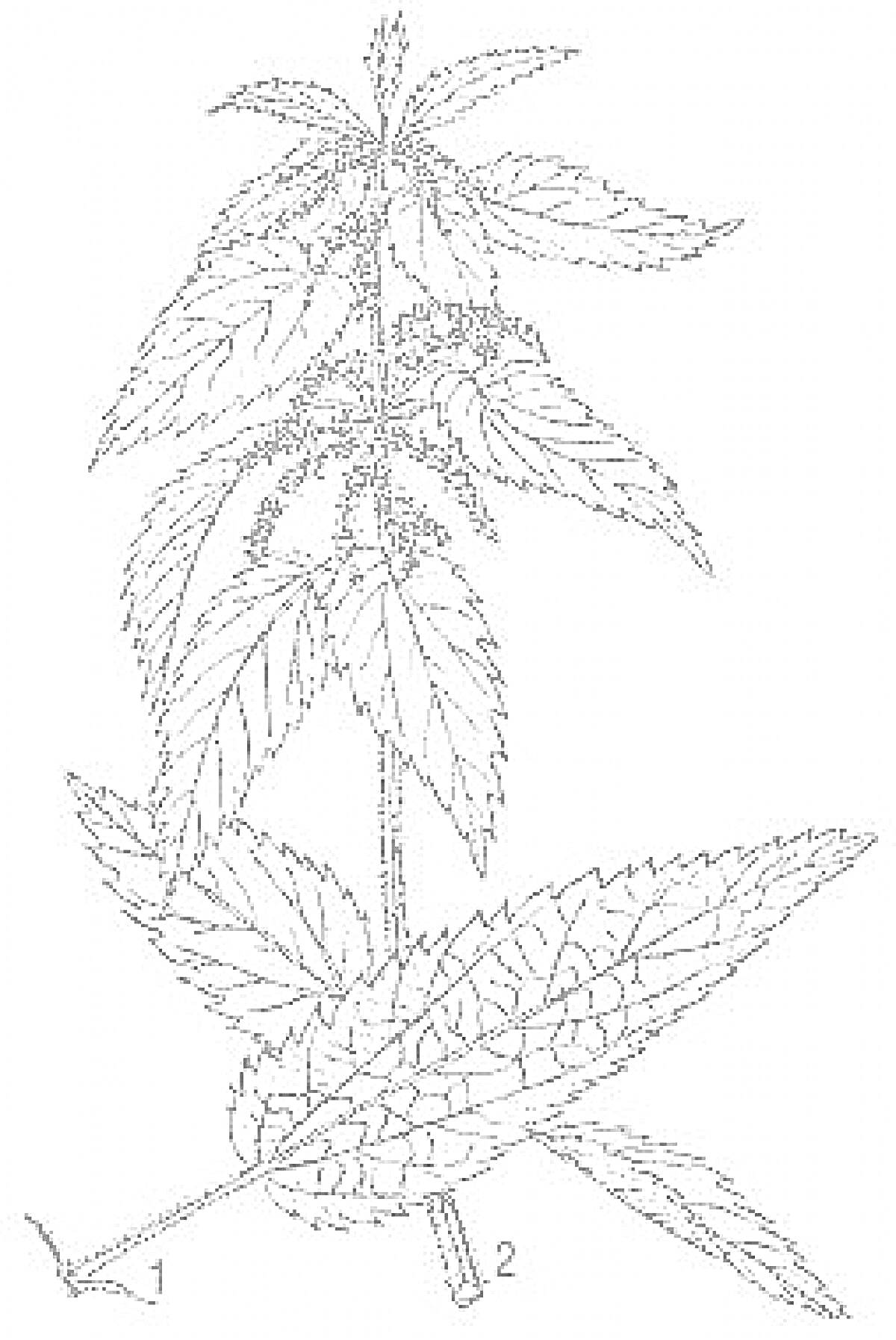На раскраске изображено: Крапива, Листья, Ботаника, Природа, Растения