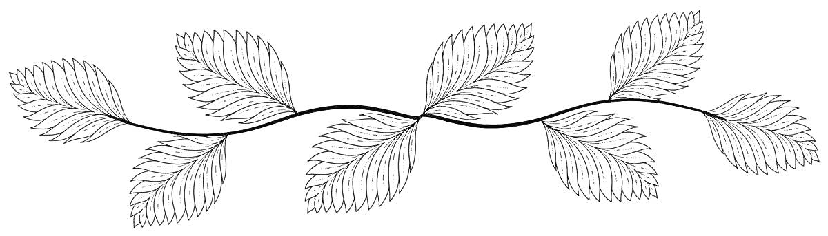Раскраска Веточка с листьями в ряд
