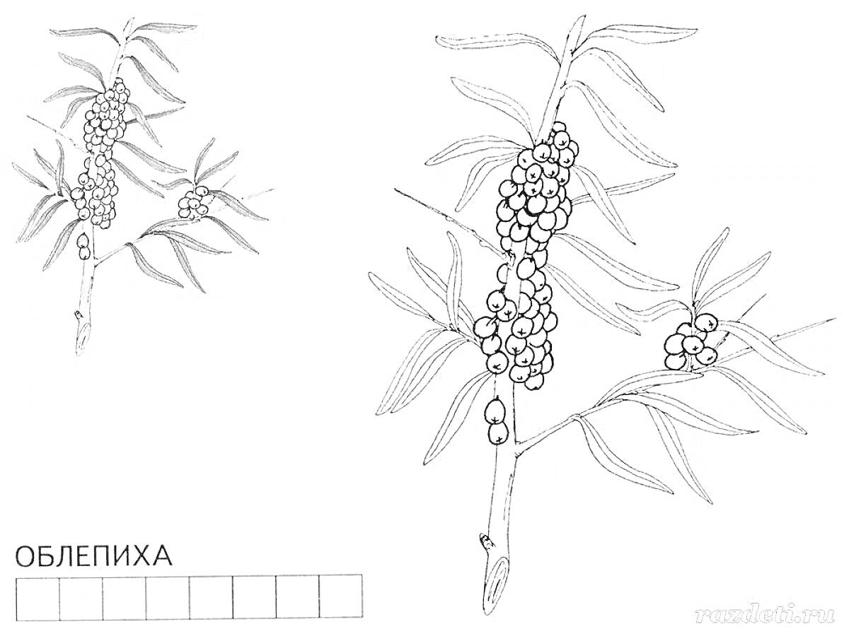 Раскраска облепиха с плодами и листьями