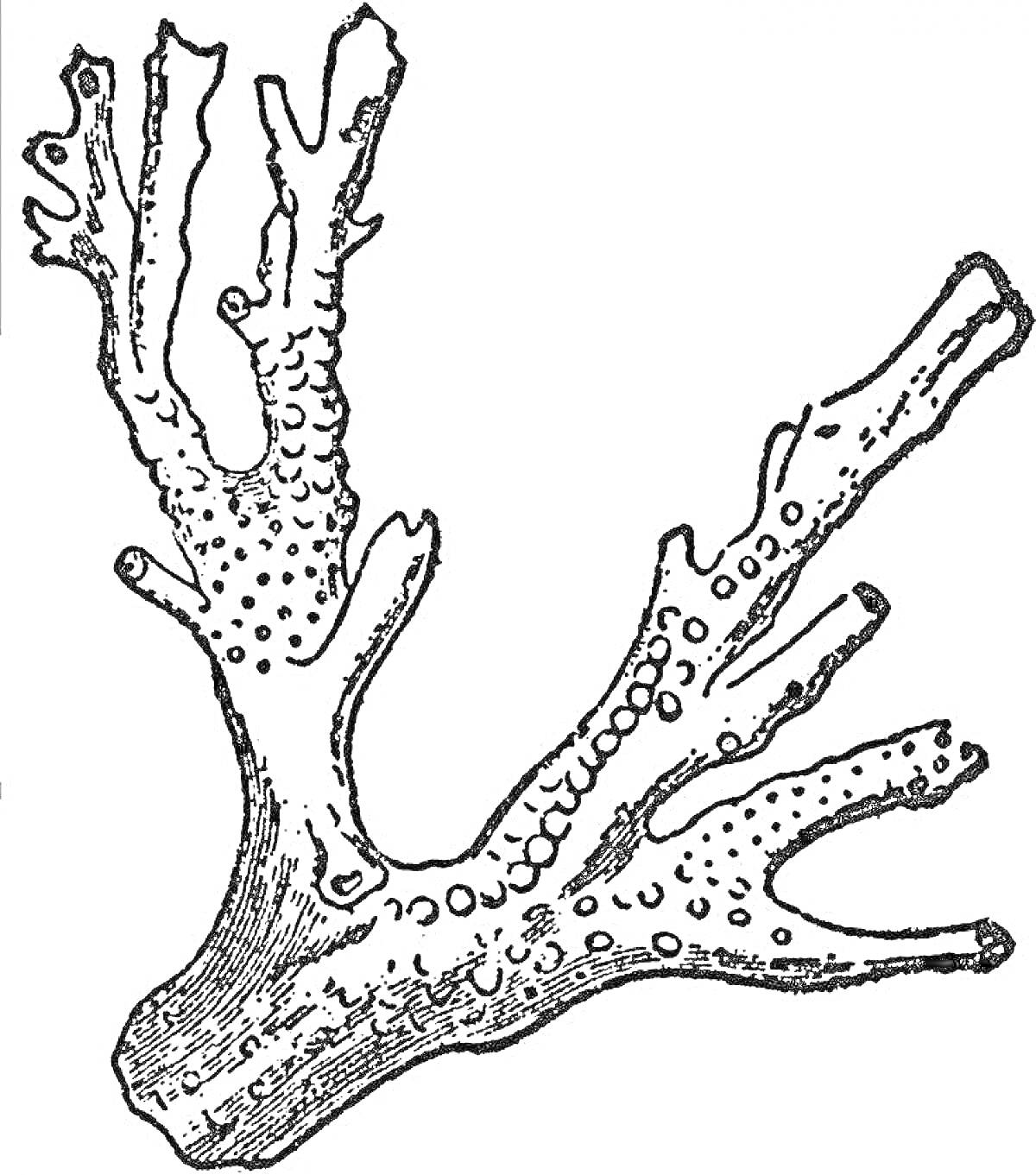 Раскраска Коралл с текстурой ветвей