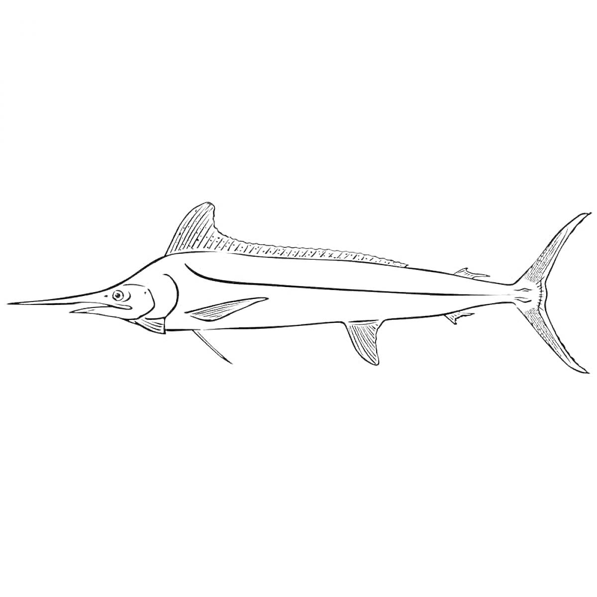 Раскраска Рыба-парусник с длинным острым рылом и хвостовым плавником