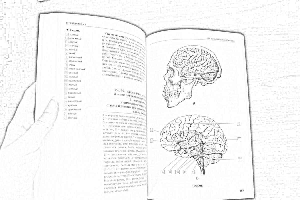 На раскраске изображено: Анатомия, Человек, Череп, Головной мозг, Медицинский атлас, Книга, Учебное пособие