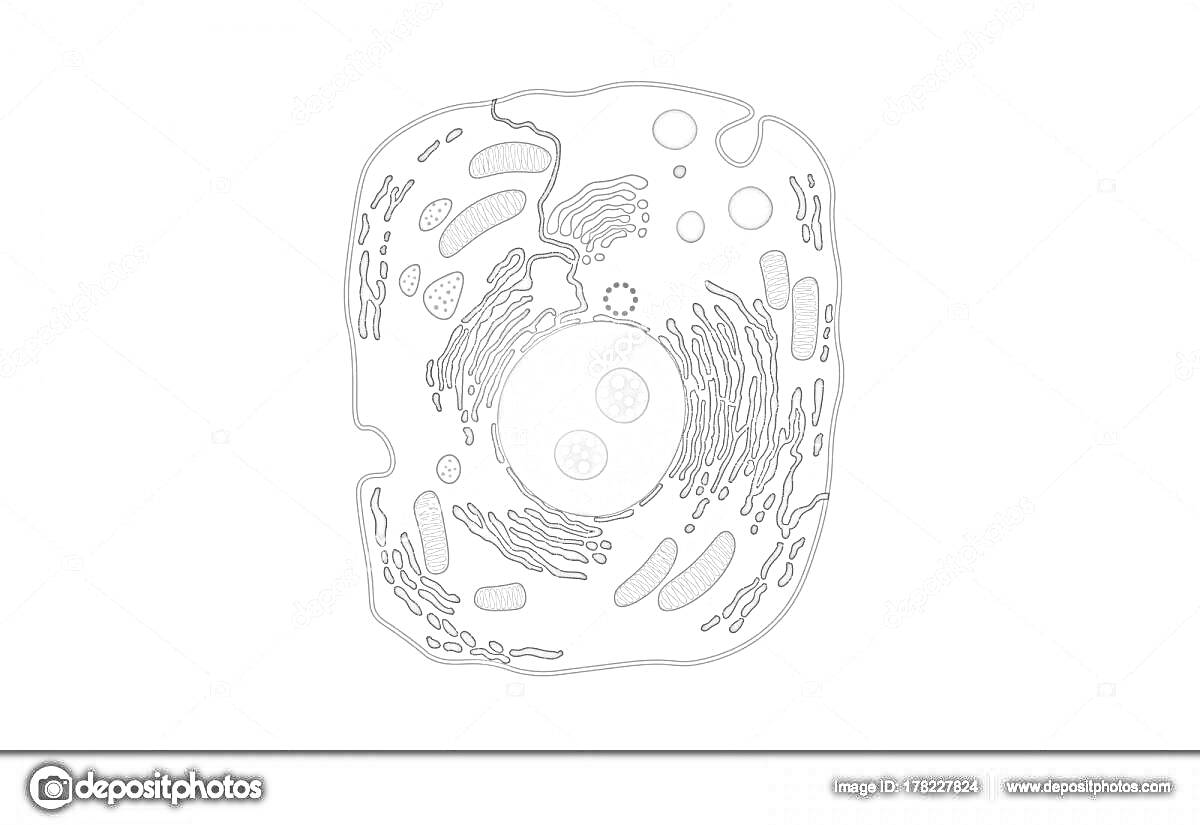 Растительная клетка с ядром, хлоропластами, митохондриями, эндоплазматической сетью, рибосомами и вакуолями