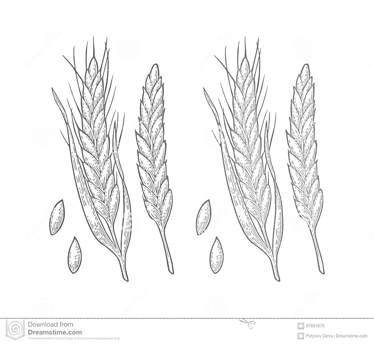 Раскраска Колосья и зёрна пшеницы