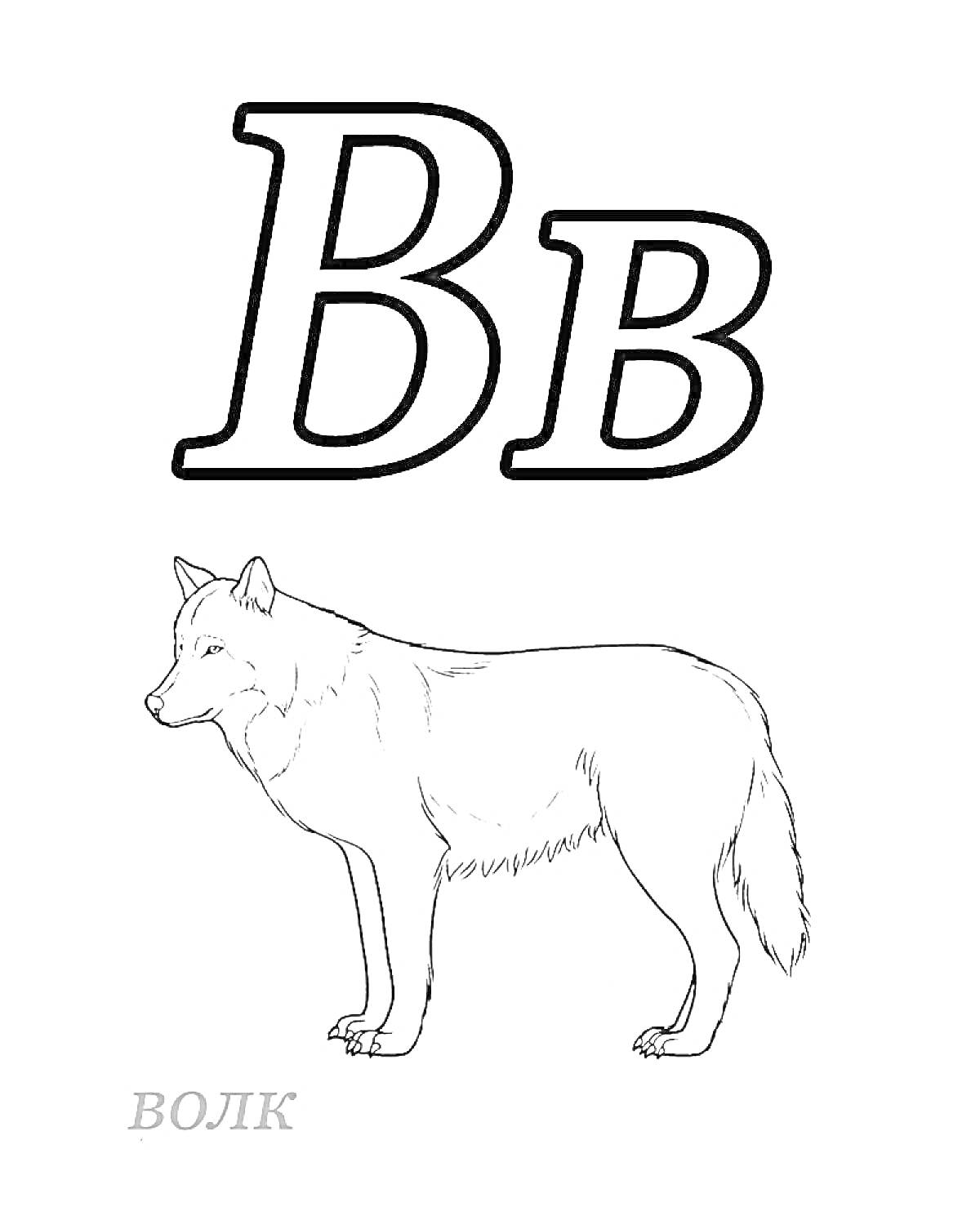 Раскраска Буква В с изображением волка