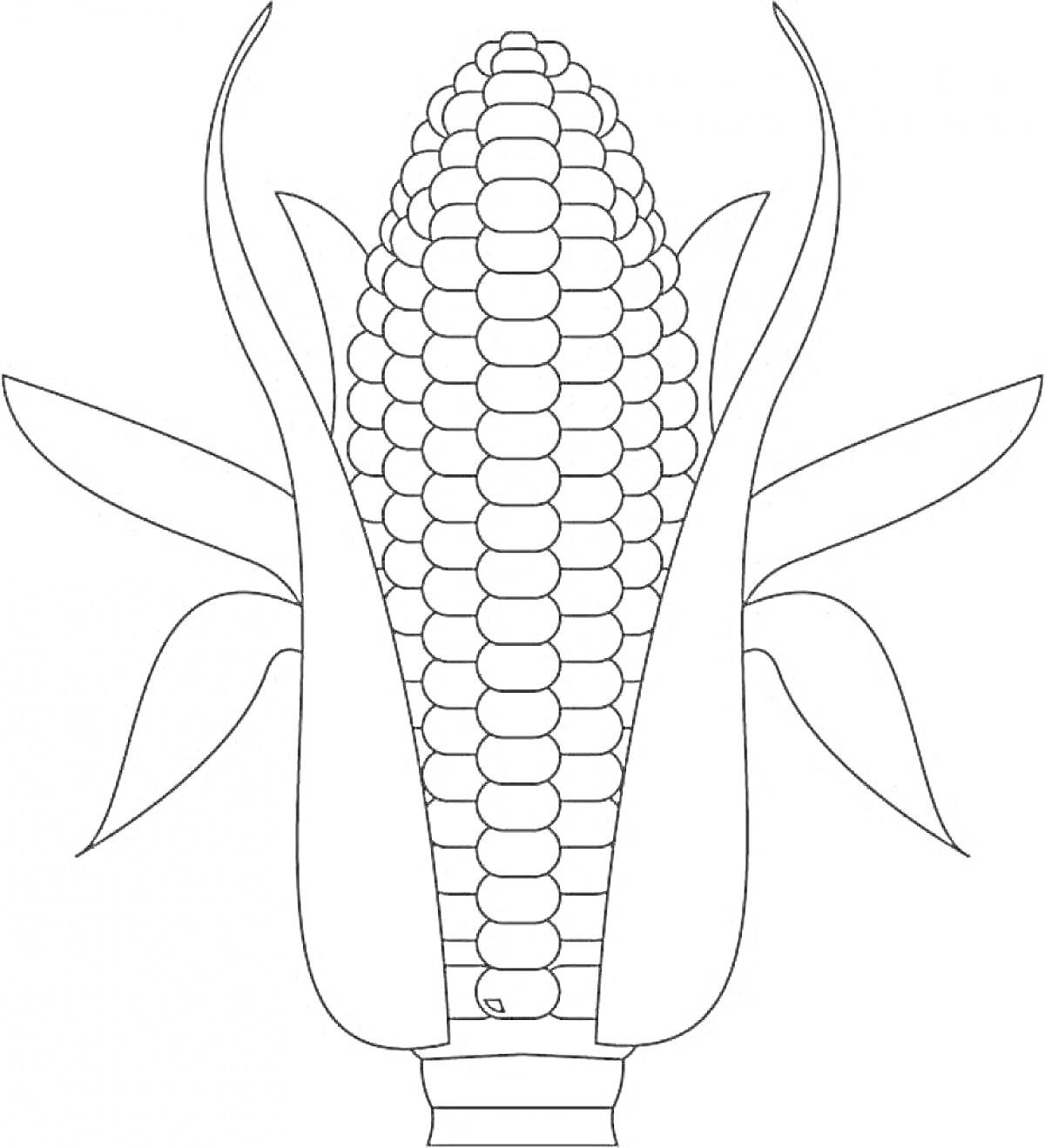 На раскраске изображено: Кукуруза, Листья, Еда, Агрокультура
