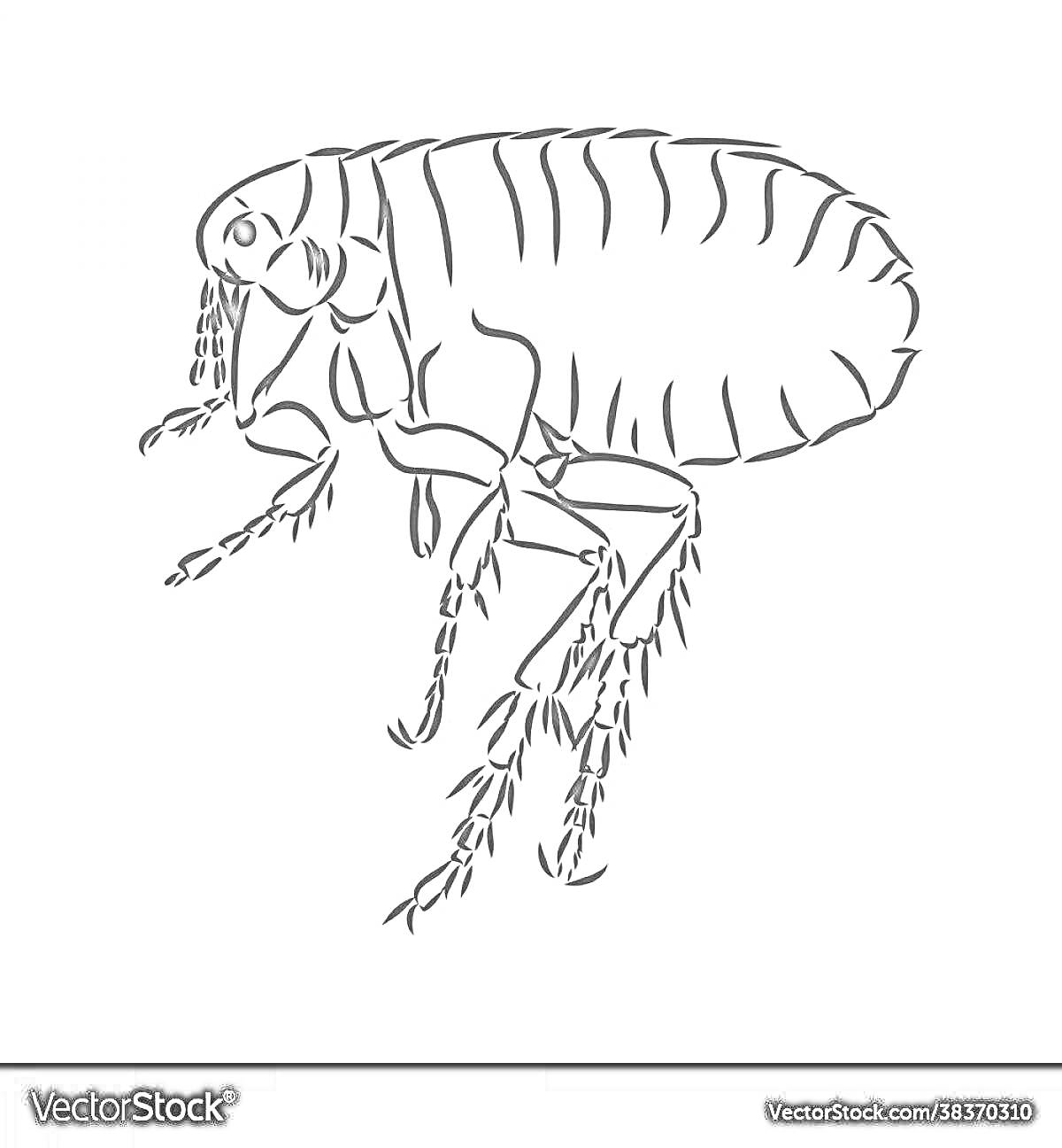 Раскраска Раскраска с изображением блохи с лапками и сегментированным телом