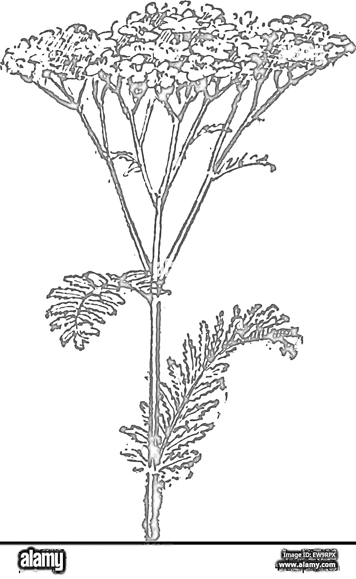 Раскраска Тысячелистник с цветами, листьями и стеблем