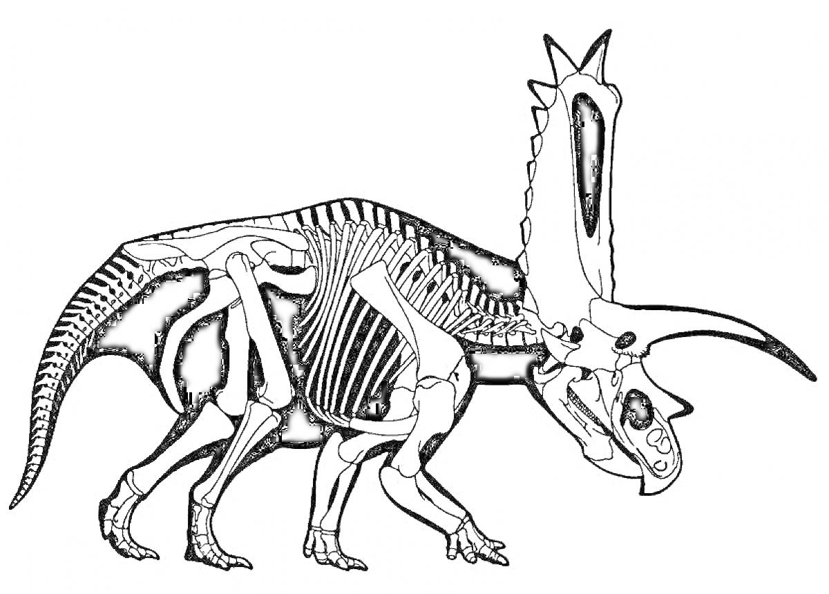 Раскраска Раскраска динозавра с изображением скелета динозавра с рогом и щитом