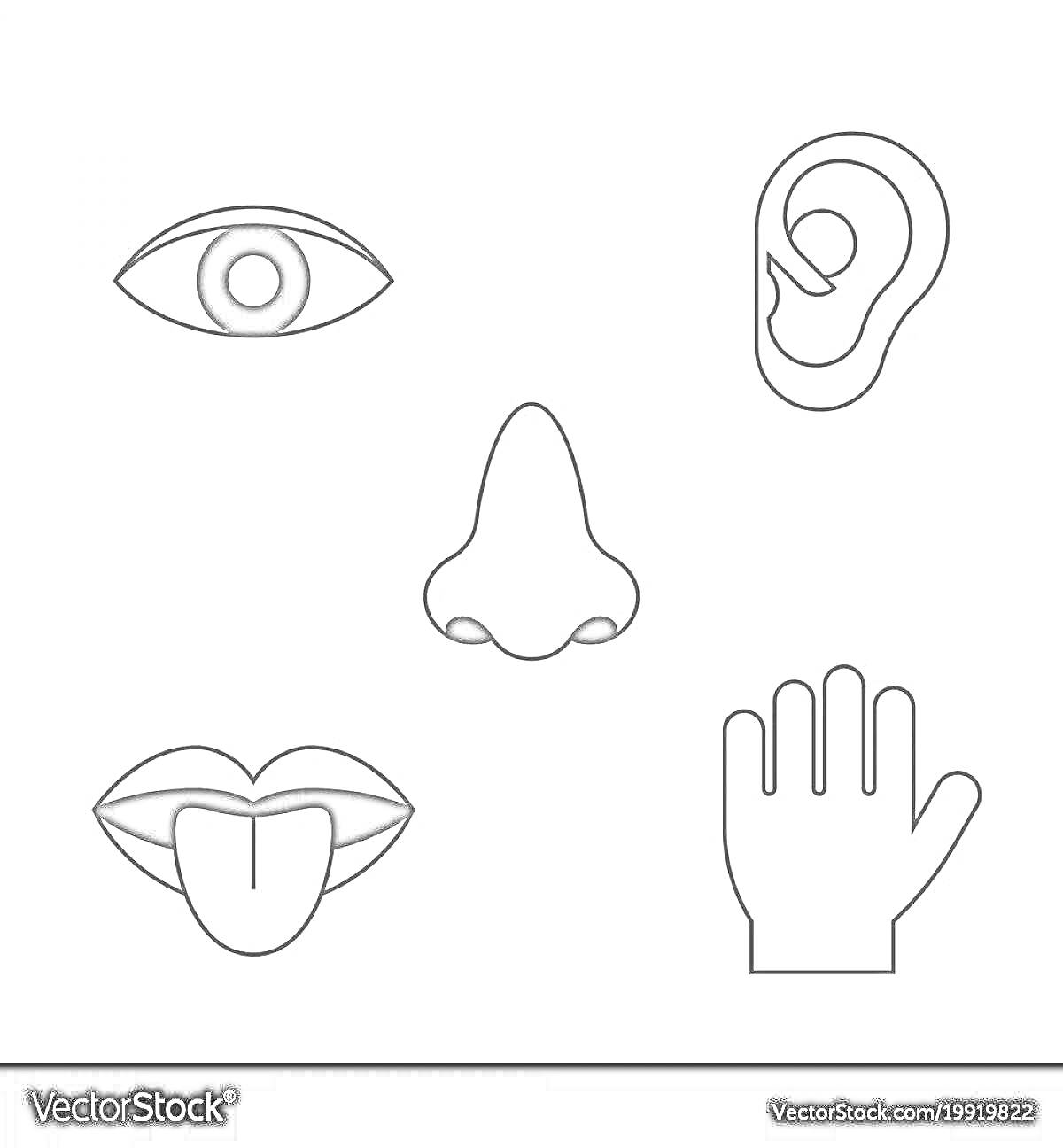 На раскраске изображено: Ухо, Нос, Язык, Рука