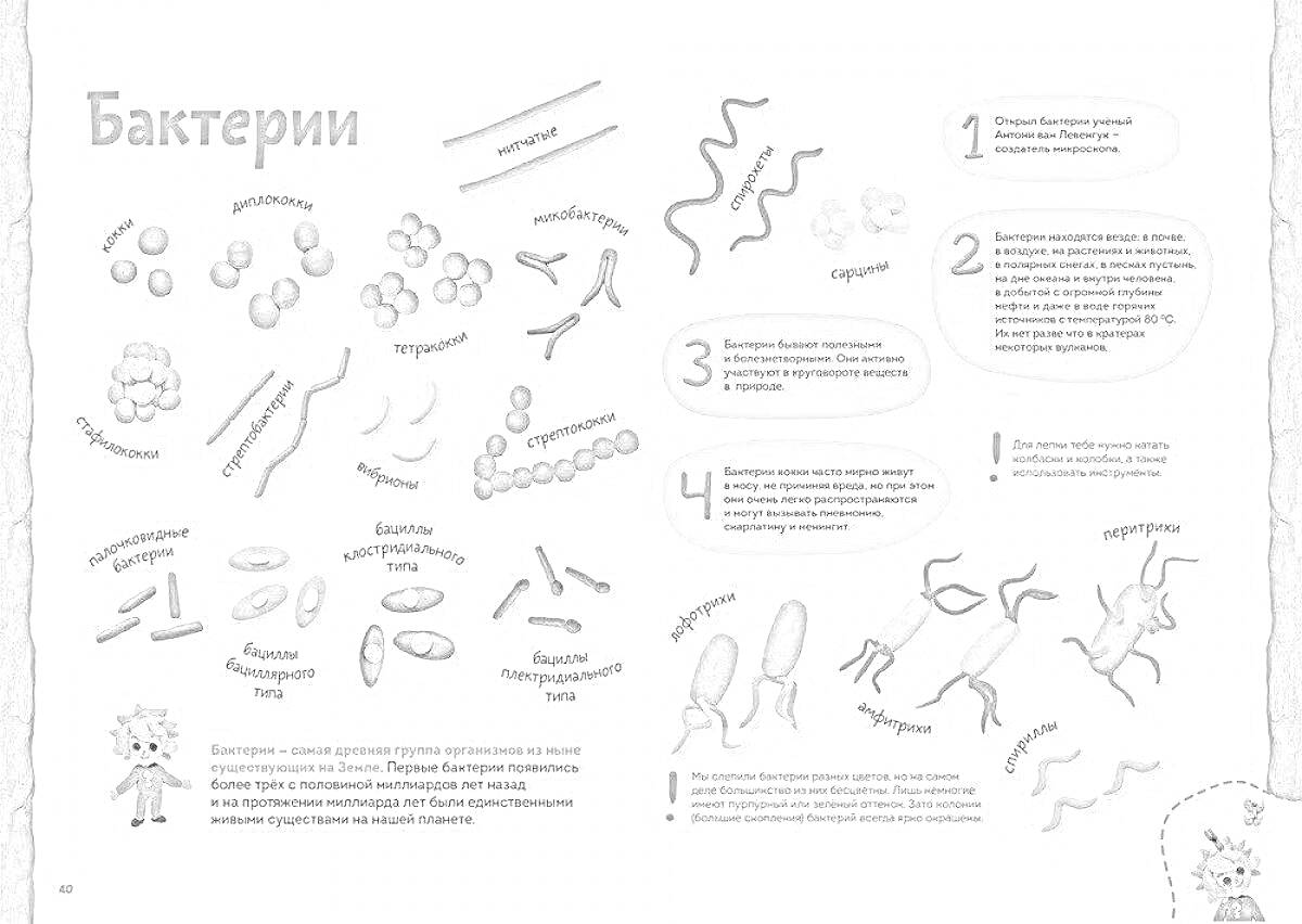 Раскраска Бактерии, кокки, бациллы, вибрионы, спириллы, спирохеты, сферические бактерии, палочковидные бактерии, запятая, спиралевидные бактерии