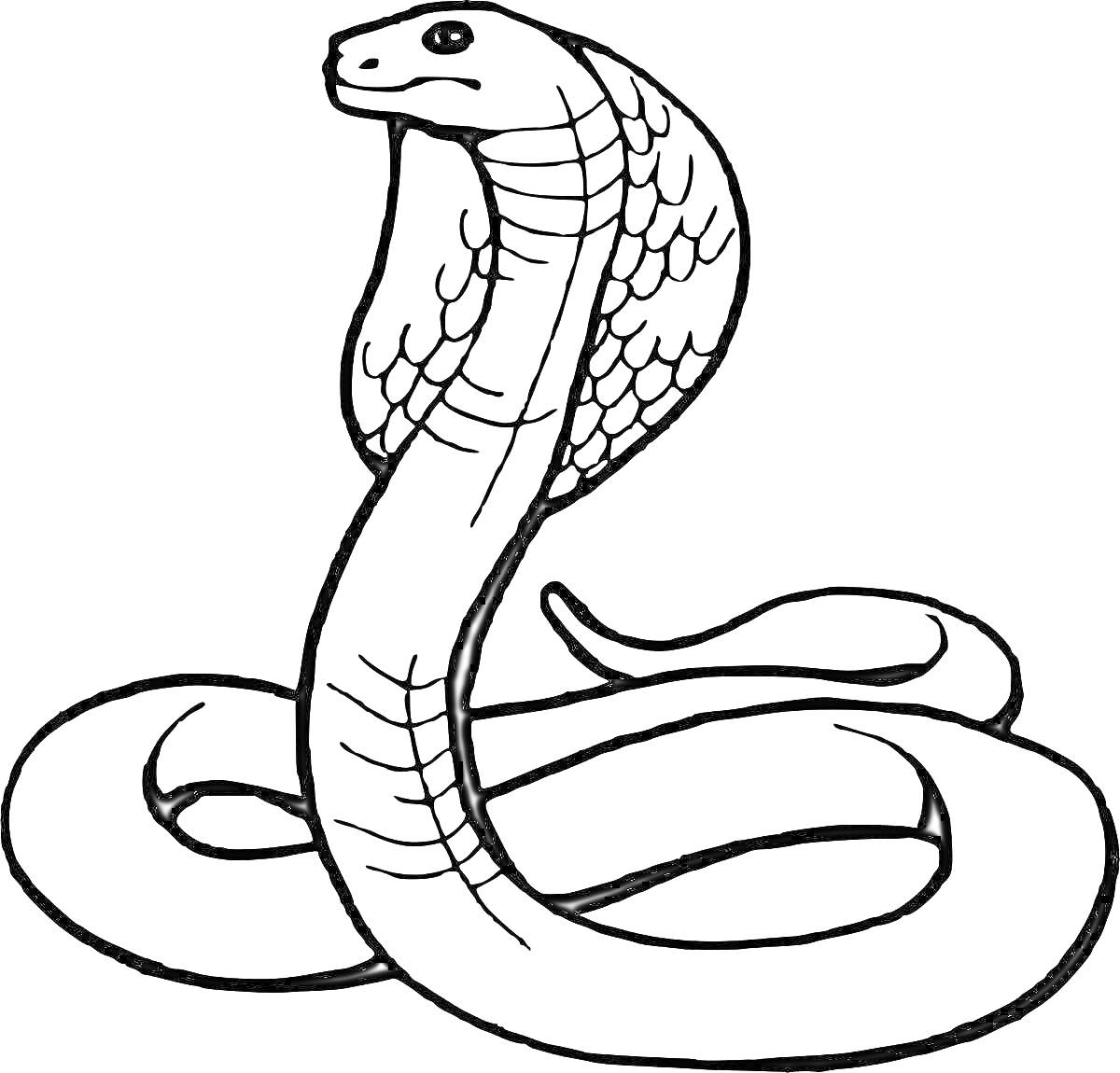 На раскраске изображено: Змея, Животное, Природа, Рептилия, Капюшон, Для детей