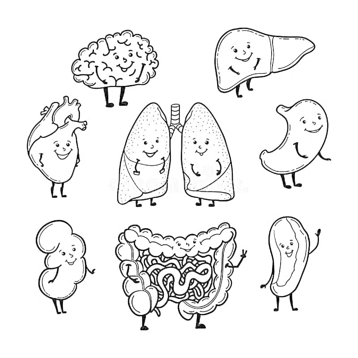 Раскраска Органы человека - мозг, печень, сердце, лёгкие, желудок, почки, кишечник, кишечная трубка