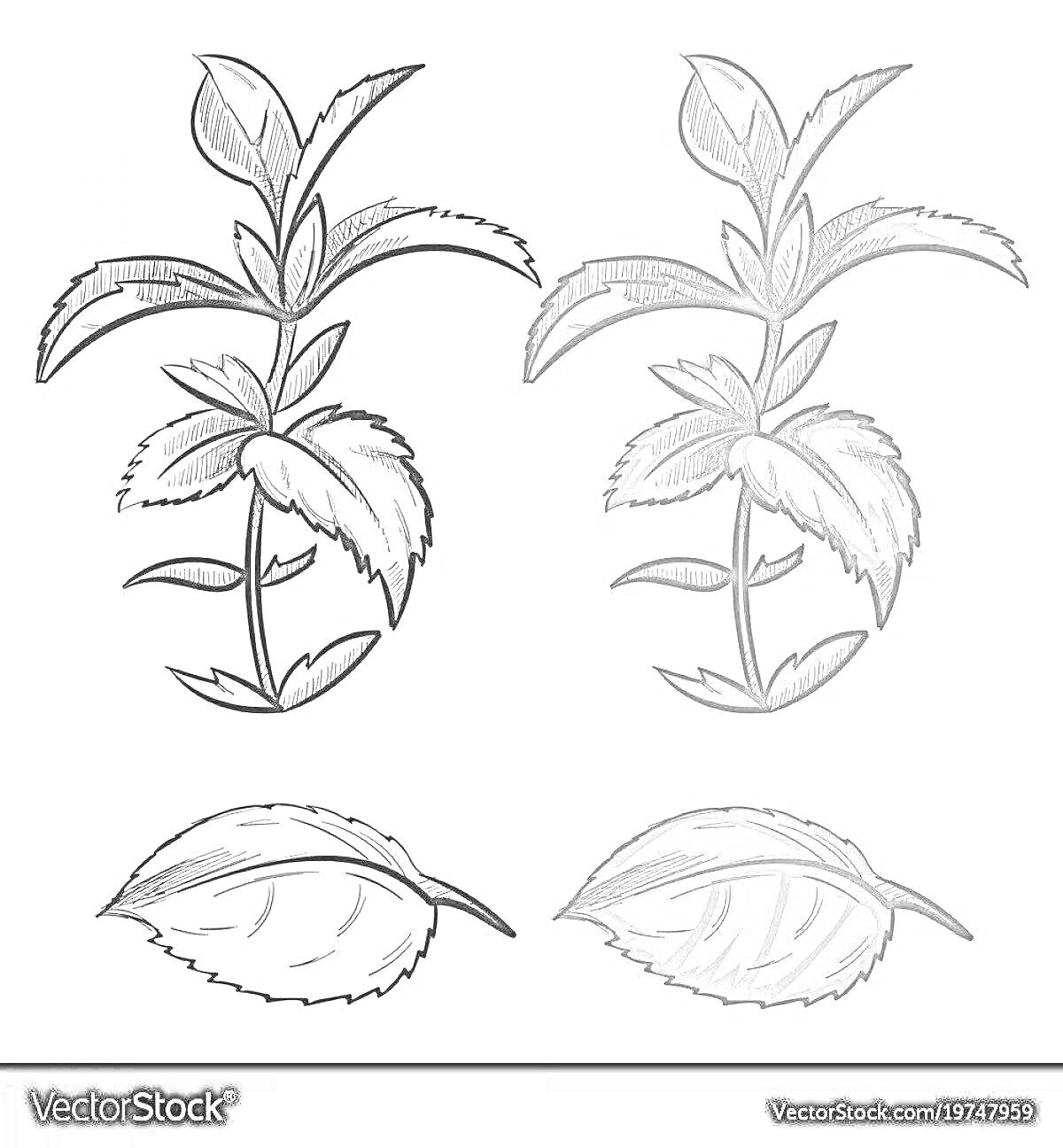 На раскраске изображено: Мята, Листья
